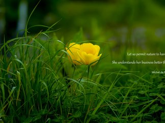 Quote by Michel de Montaigne about nature
